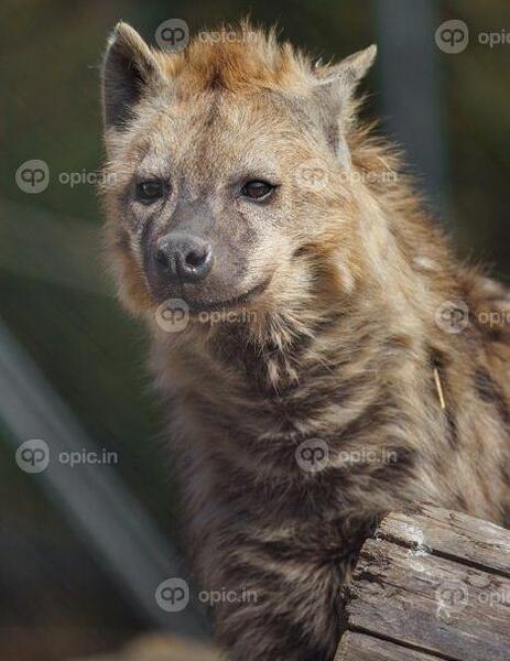 عکس خنده ی کفتار