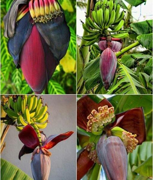 عکس گل های خنده دار