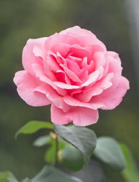 عکس گل های خنده دار
