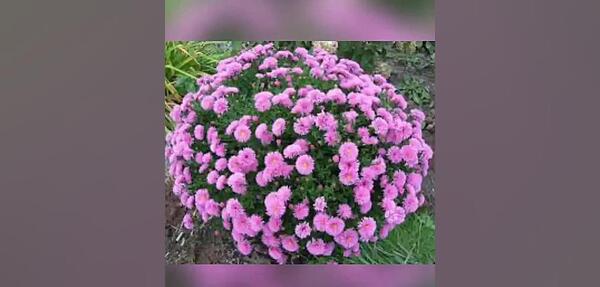 عکس رقص باد خنده گل
