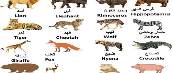 عکس و اسم حیوانات دریایی