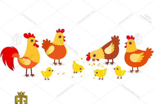 عکس غذا مرغ کارتونی