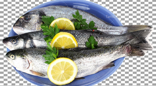 عکس غذای ماهی