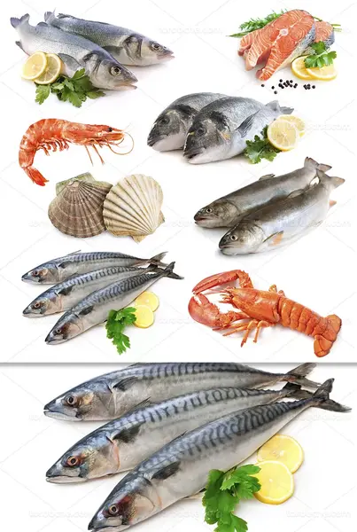 عکس غذای ماهی