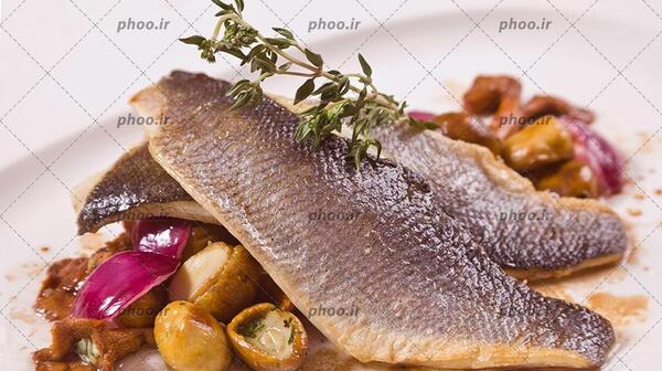 عکس غذای ماهی