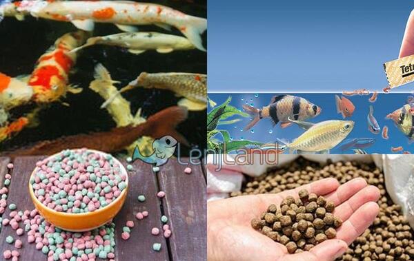 عکس غذای ماهی