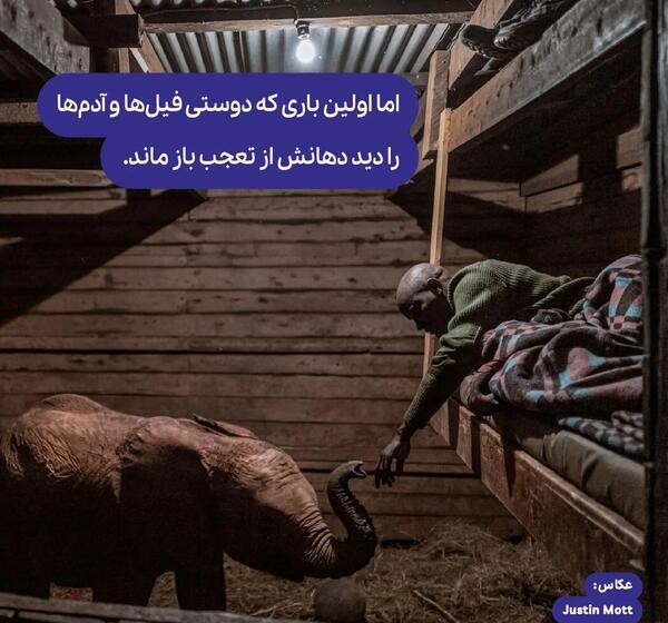 عکس فیل آبی واقعی