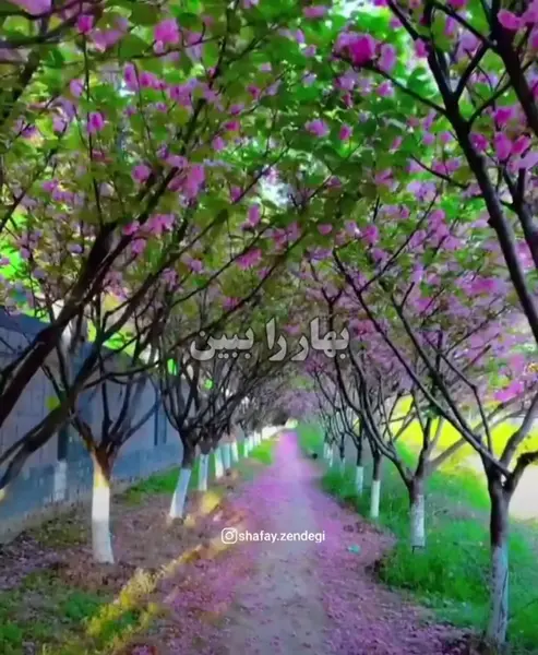 عکس فال عطسه واقعی