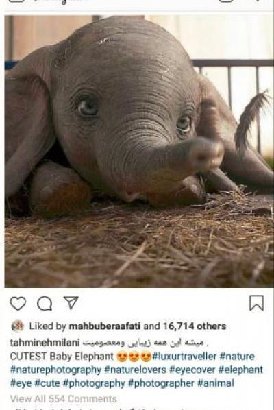 عکس فیلم فیل
