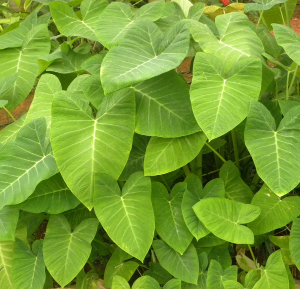 عکس گل گوش فیلی