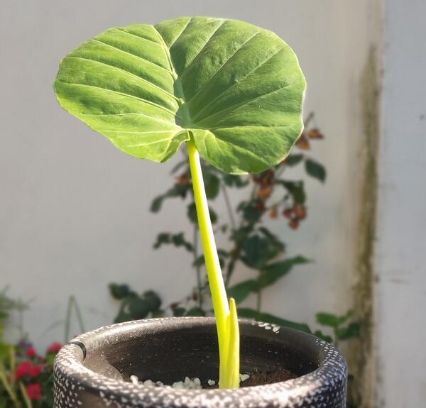 عکس گل گوش فیلی