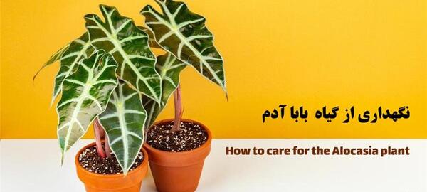 عکس گل فیل گوش