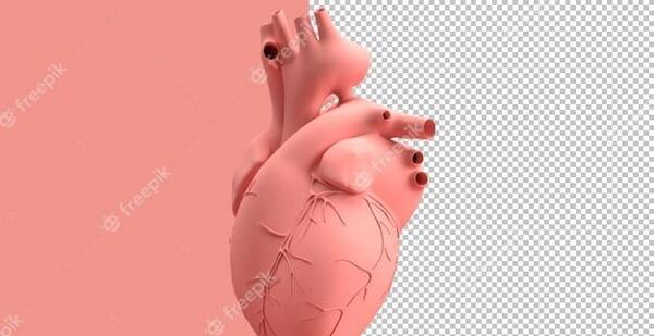 عکس قلب آدم واقعی