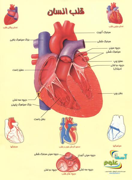عکس قلب آدما