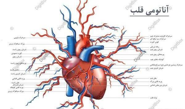 عکس قلب نقاشی انسان