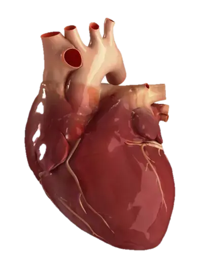 عکس قلب نقاشی انسان