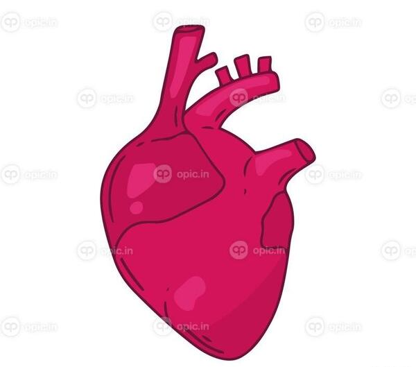 عکس قلب بدن واقعی
