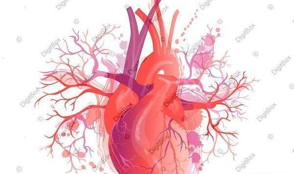 عکس قلب بدن واقعی