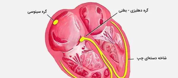 عکس قلب بدن واقعی