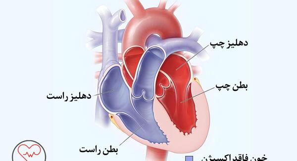 عکس قلب بدن ما