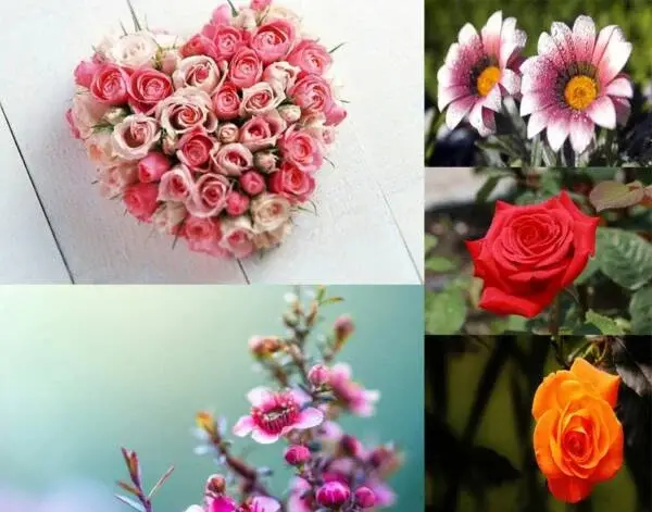 عکس قلب با گل برای پروفایل