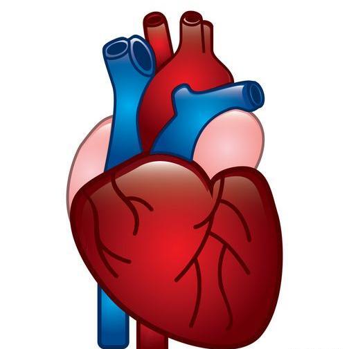 عکس پزشکی قلب انسان