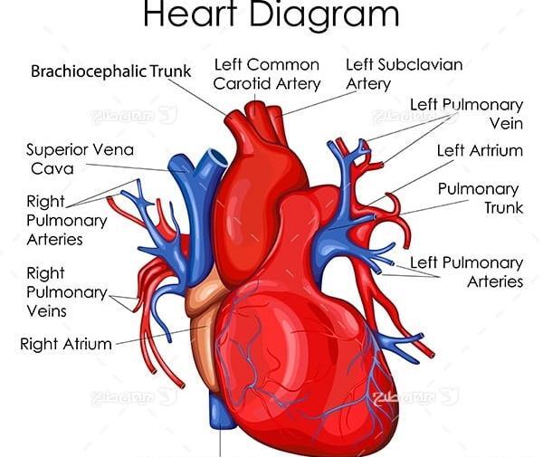 عکس قلب در پزشکی