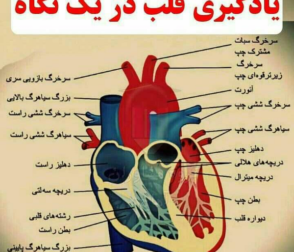 عکس قلب در پزشکی