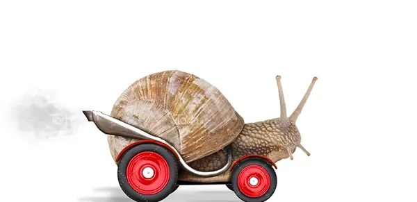 عکس قلب حلزون