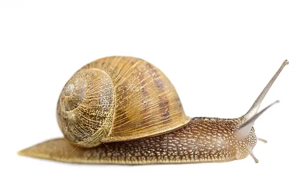 عکس قلب حلزون