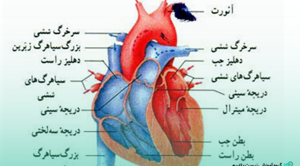 عکس قلب خونی انسان