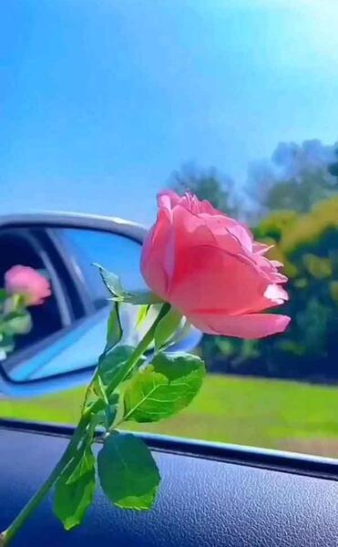 عکس قشنگ گل ها