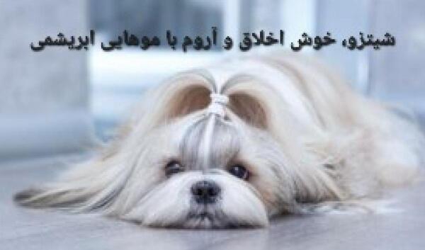 عکس قشنگ ترین سگ دنیا