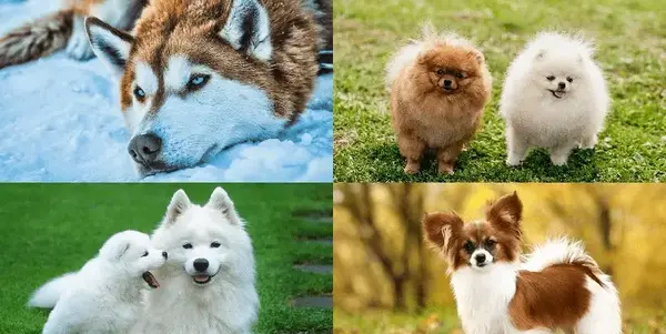 عکس قشنگ ترین سگ جهان