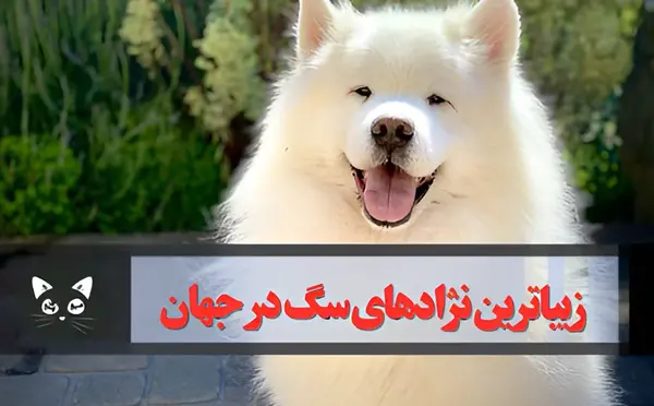 عکس قشنگ ترین سگ جهان