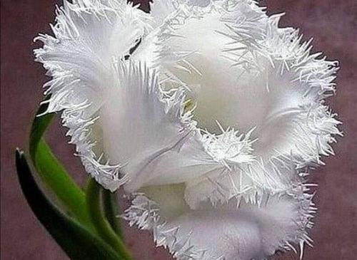 عکس قشنگ ترین گل های جهان