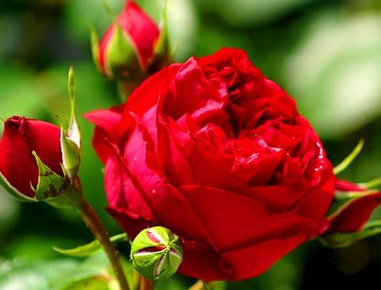 عکس قشنگ ترین گل رز دنیا