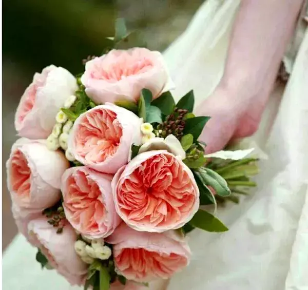 عکس قشنگ ترین گل رز دنیا