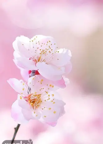 عکس زمینه قشنگ برای موبایل