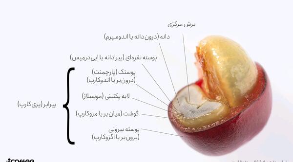 عکس میوه قهوه ای