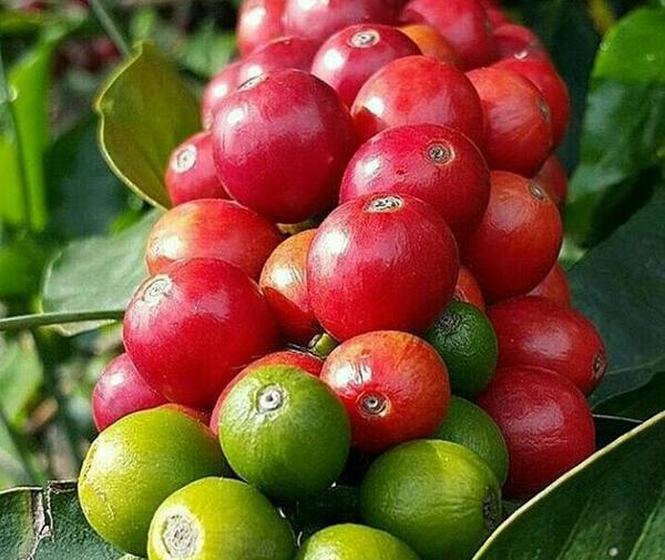 عکس میوه قهوه ای
