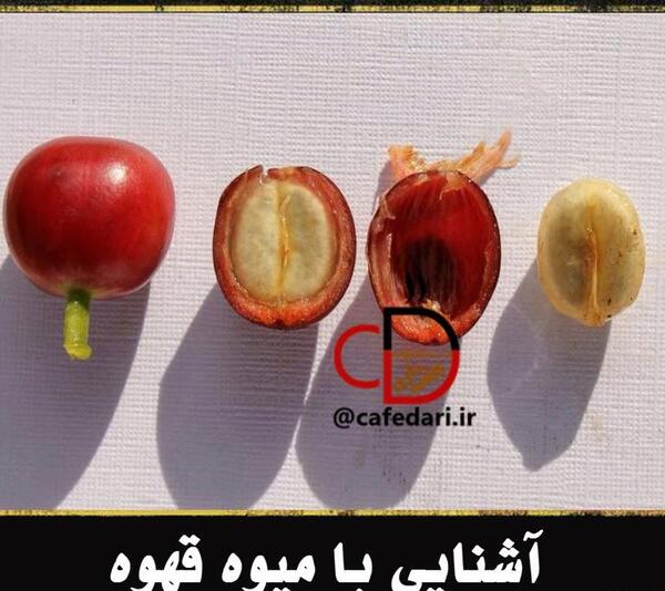 عکس میوه قهوه ای