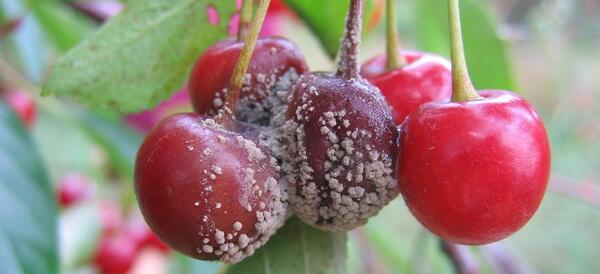 عکس میوه قهوه ای