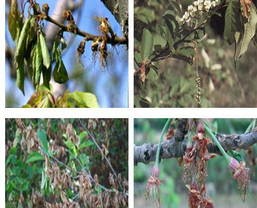 عکس میوه قهوه ای