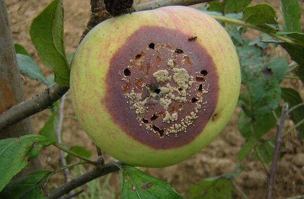 عکس میوه قهوه ای