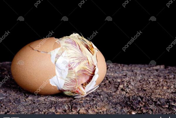 عکس جوجه مرغ قهوه ای
