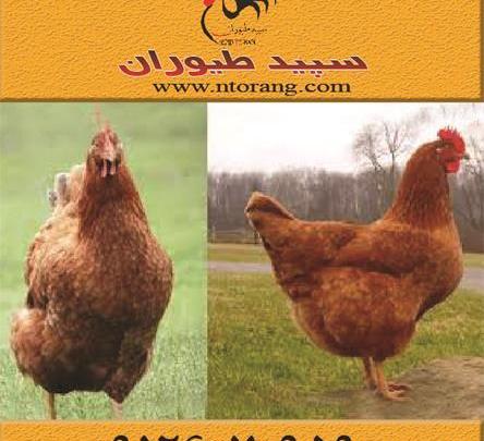 عکس جوجه مرغ قهوه ای