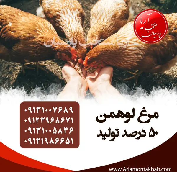 عکس جوجه مرغ قهوه ای