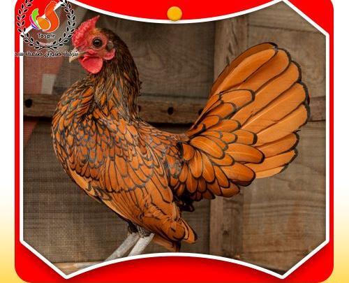 عکس جوجه مرغ قهوه ای