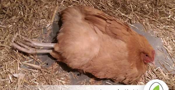 عکس جوجه مرغ قهوه ای